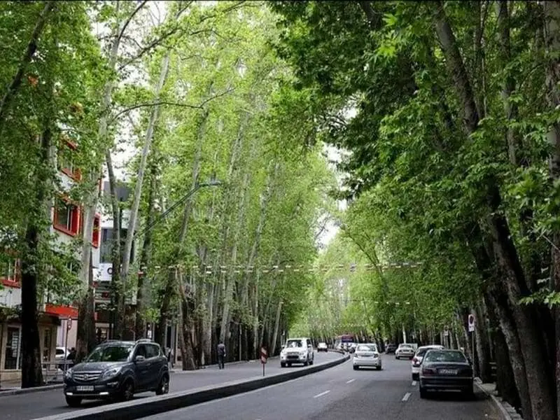 زخمهای باز بر بدنه چنارهای ولیعصر