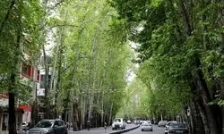 زخم‌های باز بر بدنه‌ چنارهای ولیعصر
