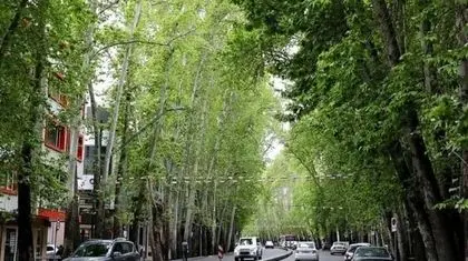 زخم‌های باز بر بدنه‌ چنارهای ولیعصر