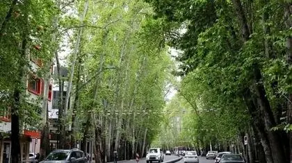 زخم‌های باز بر بدنه‌ چنارهای ولیعصر
