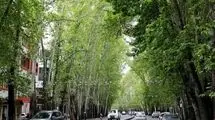 زخم‌های باز بر بدنه‌ چنارهای ولیعصر