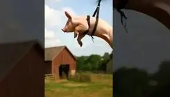  مشاهده خوک پرنده در آسمان + عکس