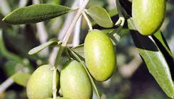 میراث سبز ایران