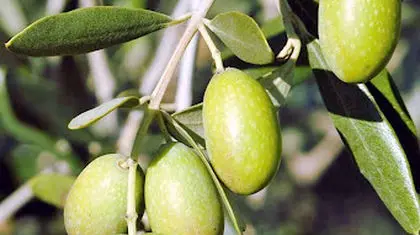 میراث سبز ایران