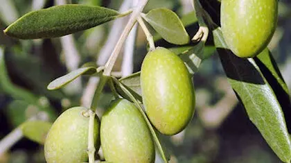 میراث سبز ایران