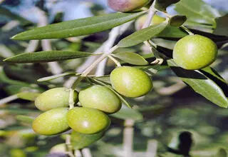 میراث سبز ایران