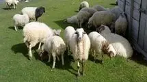 گوسفند ارزان و گوساله گران شد+جدول قیمت دام زنده