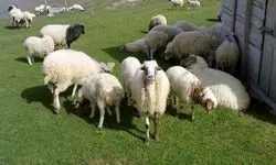 گوسفند ارزان و گوساله گران شد+جدول قیمت دام زنده