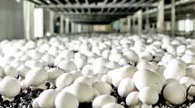 اعلام قیمت قارچ؛ چرا واحدهای تولیدی تعطیل شدند؟