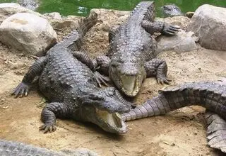 هشدار نسبت به افزایش رفتارهای تهاجمی گاندوها