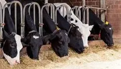 ورود قاطعانه تنظیم بازار درباره قیمت دام | راه واردات باز شد