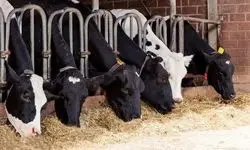 ورود قاطعانه تنظیم بازار درباره قیمت دام | راه واردات باز شد