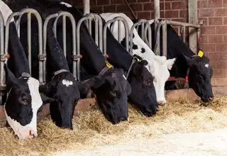 ورود قاطعانه تنظیم بازار درباره قیمت دام | راه واردات باز شد