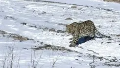 پلنگ شهمیرزاد در طبیعت رهاسازی شد