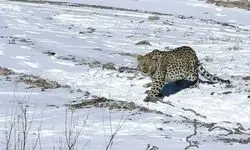 پلنگ شهمیرزاد در طبیعت رهاسازی شد