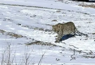 پلنگ شهمیرزاد در طبیعت رهاسازی شد
