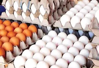 هرکیلو تخم مرغ ۲۵۰ تا ۲۶۰ هزارتومان و شانه ای ۵۰۰ هزارتومان
