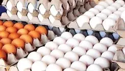 هرکیلو تخم مرغ ۲۵۰ تا ۲۶۰ هزارتومان و شانه ای ۵۰۰ هزارتومان