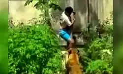 فیلم لحظه خورده شدن پسر جوان توسط شیر جلوی چشم جمعیت وحشت زده