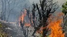 عامل آتش سوزی جنگل‌های چالوس مشخص شد