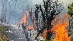 عامل آتش سوزی جنگل‌های چالوس مشخص شد