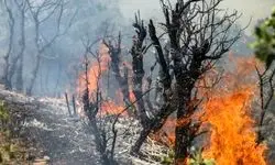 عامل آتش سوزی جنگل‌های چالوس مشخص شد