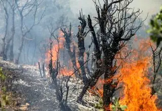 عامل آتش سوزی جنگل‌های چالوس مشخص شد