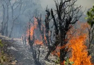 عامل آتش سوزی جنگل‌های چالوس مشخص شد