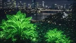 این گیاهان در تاریکی از خود نور ساطع می‌کنند