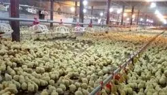 ابلاغ ممنوعیت صادرات جوجه یک روزه گوشتی به گمرک