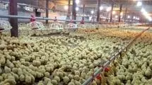 ابلاغ ممنوعیت صادرات جوجه یک روزه گوشتی به گمرک