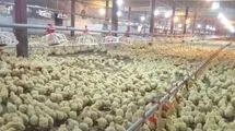 ابلاغ ممنوعیت صادرات جوجه یک روزه گوشتی به گمرک