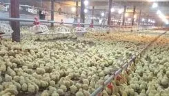 ابلاغ ممنوعیت صادرات جوجه یک روزه گوشتی به گمرک