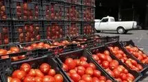 قیمت گوجه فرنگی ارزان می شود + جزئیات