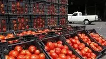قیمت گوجه فرنگی ارزان می شود + جزئیات