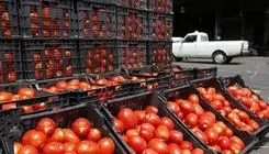 قیمت گوجه فرنگی ارزان می شود + جزئیات