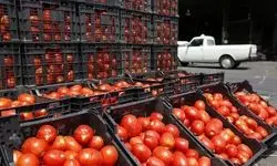 قیمت گوجه فرنگی ارزان می شود + جزئیات