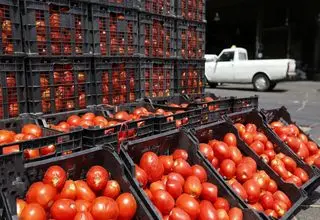 قیمت گوجه فرنگی ارزان می شود + جزئیات