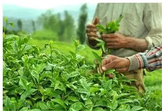 پرداخت ۶۳ درصد از مطالبات چایکاران