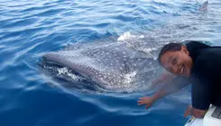 کوسه‌ای که سفیر آرامش در دریاست