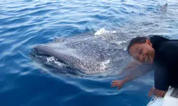 کوسه‌ای که سفیر آرامش در دریاست