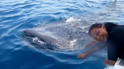 کوسه‌ای که سفیر آرامش در دریاست