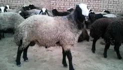 ثبات نسبی قیمت دام؛ هرکیلو لاشه ۶۵۰ هزارتومان!