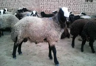 ثبات نسبی قیمت دام؛ هرکیلو لاشه ۶۵۰ هزارتومان!