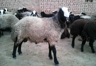 ثبات نسبی قیمت دام؛ هرکیلو لاشه ۶۵۰ هزارتومان!