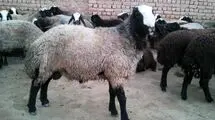 ثبات نسبی قیمت دام؛ هرکیلو لاشه ۶۵۰ هزارتومان!