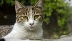 آیا گربه شما غمگین است؟ علائم و علل افسردگی گربه
