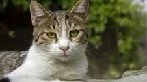 آیا گربه شما غمگین است؟ علائم و علل افسردگی گربه
