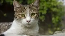 آیا گربه شما غمگین است؟ علائم و علل افسردگی گربه
