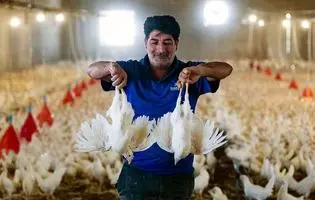 ​ هیچ مشکل و کمبودی در تامین مرغ گوشتی مورد نیاز مردم وجود ندارد